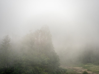 Trees and country road in very thick fog