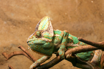 Obraz premium Chameleon on a stick looking backwards on orange background