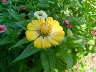 Zinnia volume 665