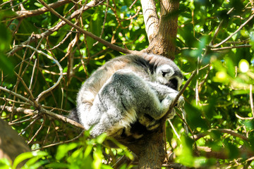 Sleeping lemur on a branch hidden on a sunny day
