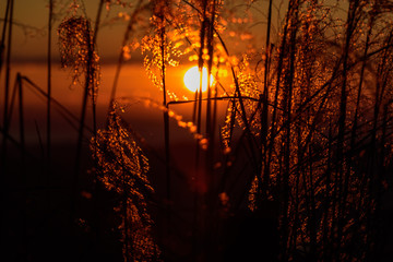 Fototapeta premium 朝焼けとススキ