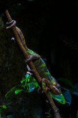 Full body of chameleon on a stick in natural habitat