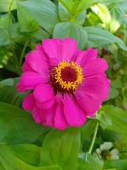 Obraz premium Zinnia vol.98555585755