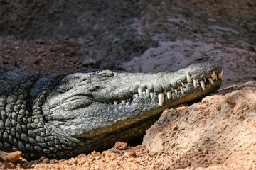 Crocodile sleeping in the sun with teeth sticking out