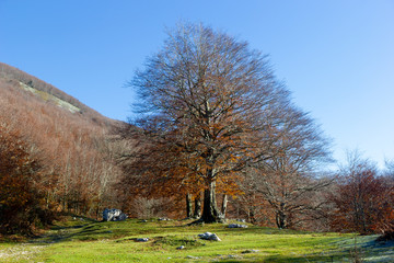 vibrant coolorful trees  winter autumn in matese park