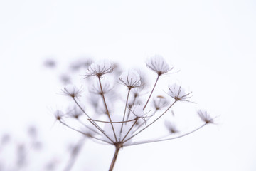 Stalk covered with snow