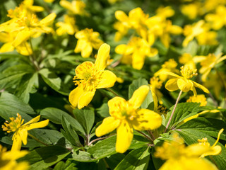 Small yellow blossoming garden flowers close up view