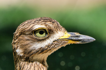Big eyed bird close-up zoom tired on a sunny day