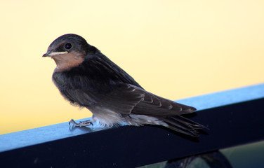 a young swallow