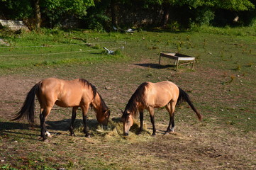 Chevaux