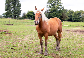 Fototapeta premium Cheval de race comtoise en pied