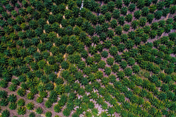 Aerial view palm oil plantation tree field