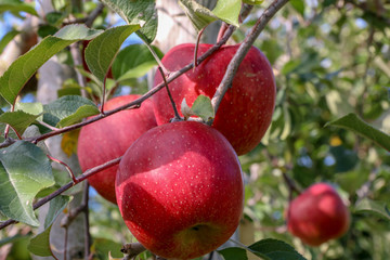 Sweet fruit apple growing on trees in Hirosaki ringo apple park with red apples ready for harvest in Hirosaki ,Aomori,Japan.