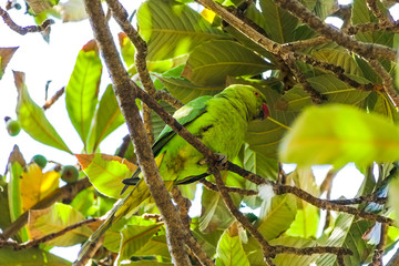 Green parrot on tree among leaves eating apple