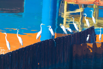 herons on rest of port