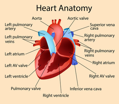 Vector anatomical illustration of Heart, Part of Human Organic.