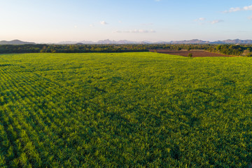 Sugarcane plantation field landscape aerial view