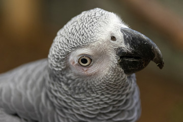 Curious Congo grey parrot looking into camera