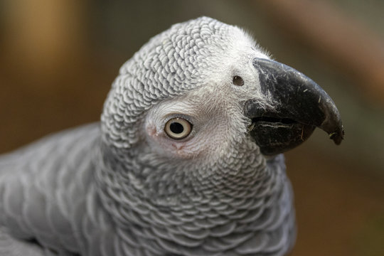 Curious Congo grey parrot looking into camera