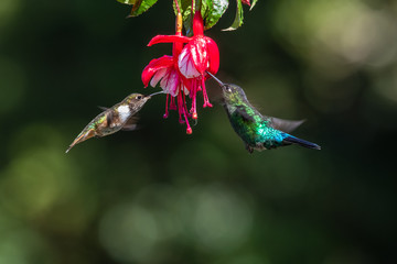 Blue hummingbird Violet Sabrewing flying next to beautiful red flower. Tinny bird fly in jungle. Wildlife in tropic Costa Rica. Two bird sucking nectar from bloom in the forest. Bird behaviour