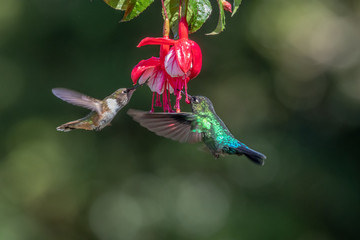 Blue hummingbird Violet Sabrewing flying next to beautiful red flower. Tinny bird fly in jungle. Wildlife in tropic Costa Rica. Two bird sucking nectar from bloom in the forest. Bird behaviour