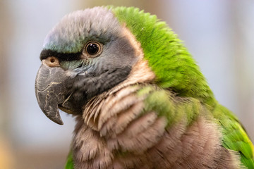 Female Derbyan parakeet in dignified pose