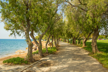 Fototapeta na wymiar beautiful vivid colors south tropic park with road for promenade along sea waterfront in summer sunny clear weather time