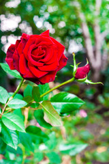 Scarlet rose closeup on garden background