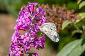 Papillon Piéride du chou- Pieris brassicae- posé sur une fleur