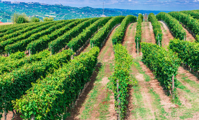 Vineyards in  the Province of Cuneo, Piedmont, Italy