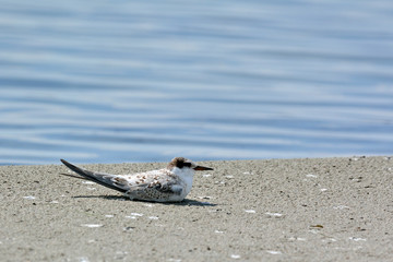 Juvenile Little Tern - Sterna albifrons, Greece 