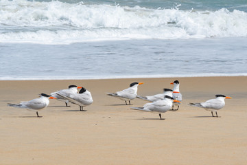 seagulls at the beach