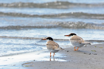 Juveniles Common Tern (Sterna hirundo), Greece