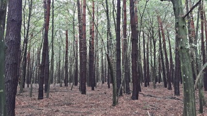 Őrség National Park - Hungary