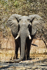 Elefanten Bulle 
