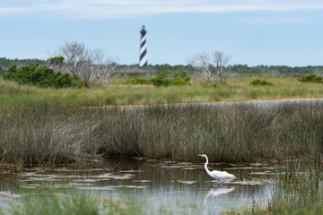 Great Egret at lighthouse