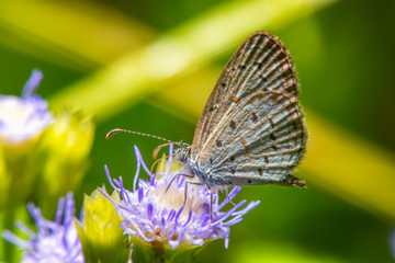 Fototapeta na wymiar Butterfly Sucking a pollen from a pink flower.