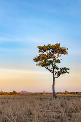 tree,nature,background,Agriculture
