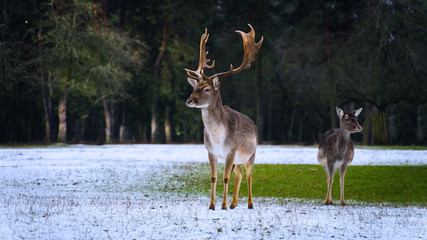 Deer Reh Dammwild Light Woods Wald  © Marco