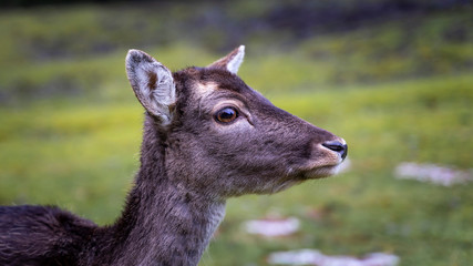 Reh Deer Woods Nature 