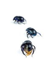 Crawling away live scarab beetle isolated on white background