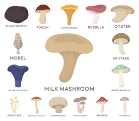 Poisonous and edible mushroom cartoon icons in set collection for design. Different types of mushrooms vector symbol stock web illustration.