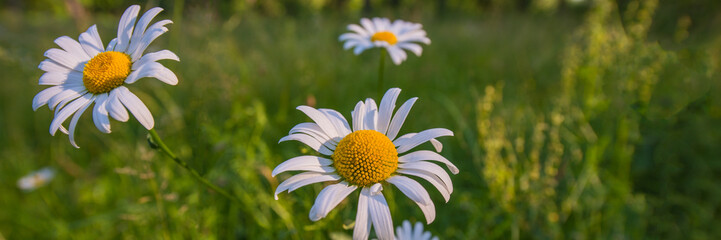 Naklejka premium blooming daisies in a green meadow. Banner for design.