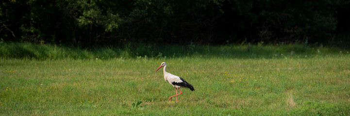 Stork on a meadow in the countryside.  Banner for design.
