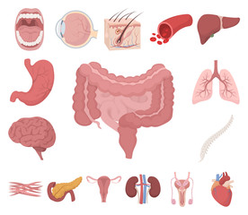 Internal organs of a human cartoon icons in set collection for design. Anatomy and medicine vector symbol stock web illustration.