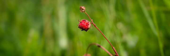strawberries in the meadow.  Banner for design.