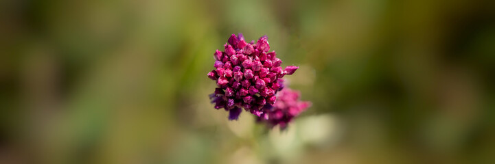 purple-pink wild garlic blossoms on a green meadow. Banner for design.