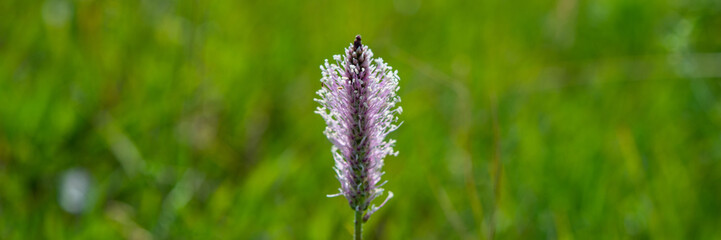 blooming plantain in the meadow. Banner for design.