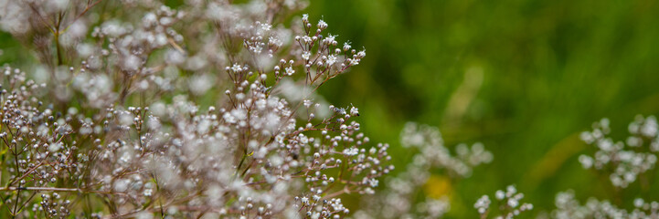 wild white small flowers in the meadow. Banner for design.