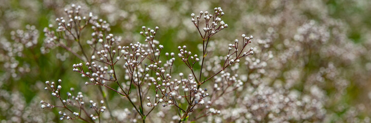 wild white small flowers in the meadow. Banner for design.